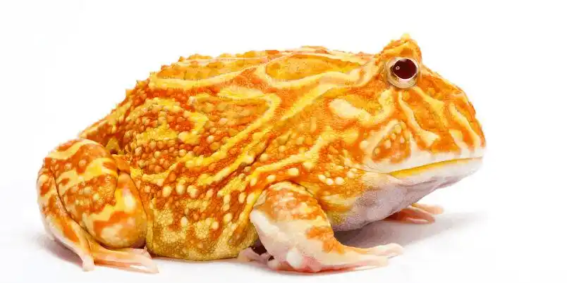 黄金角蛙又名"招财蛙"的养殖办法, 生蝌蚪前要考虑好哦!