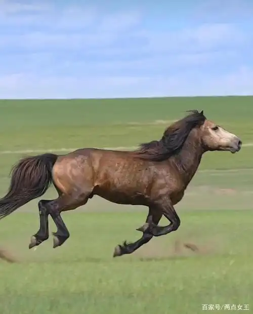 绿草青青万马奔腾,桀骜不驯傲纵独行,唯我脱缰英俊霸骋,雪中黑白最靓