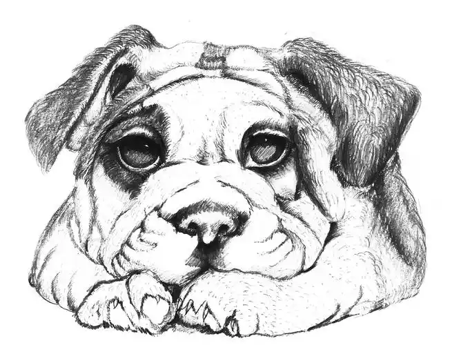 临摹 狗狗|纯艺术|素描|wuyan0607431206 - 原创作品 - 站酷 (zcool)