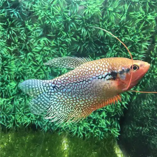 活体珍珠珍珠马马甲热带鱼观赏鱼草缸淡水小型水族鱼