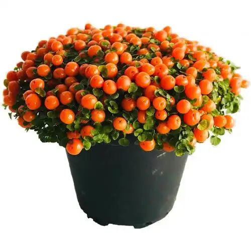 珍珠橙盆栽 吉祥果多肉花卉桌面室内 观果绿植物 迷你红果薄柱草--爱