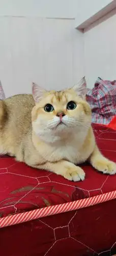 11色金渐层找家长