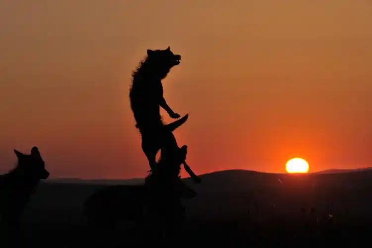 内蒙野狼谷——狼王