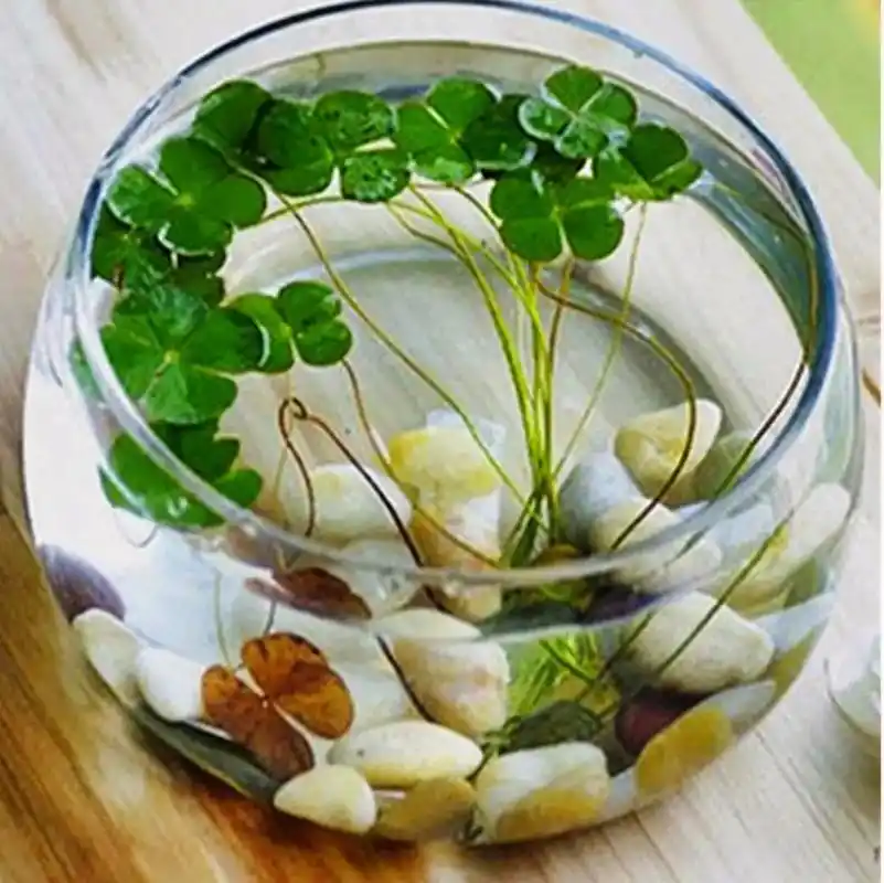 玻璃花盆碗莲睡莲铜钱草荷花水培植物花瓶鱼缸大口径花瓶