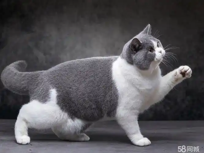 同城买猫【可爱蓝白猫】性格亲人|爱贴贴|教你喂养【纯种健康】