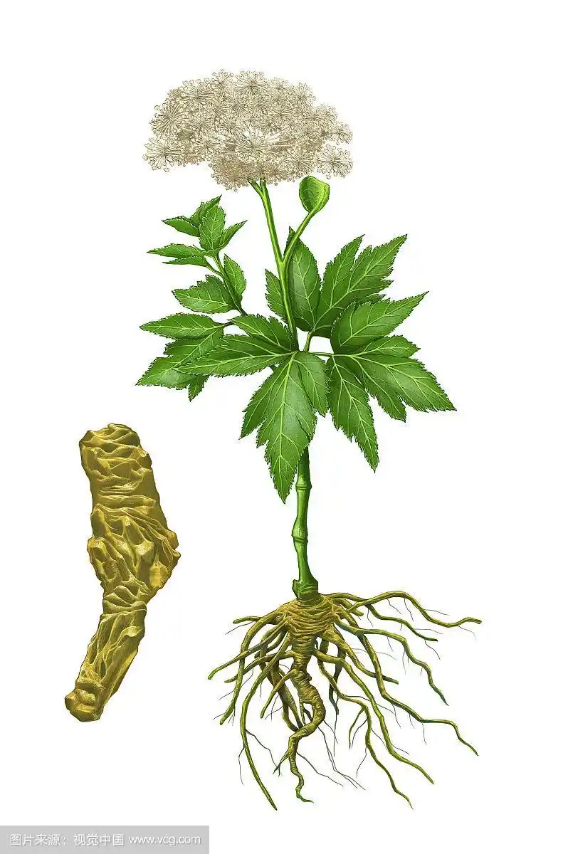 插画,中药,当归