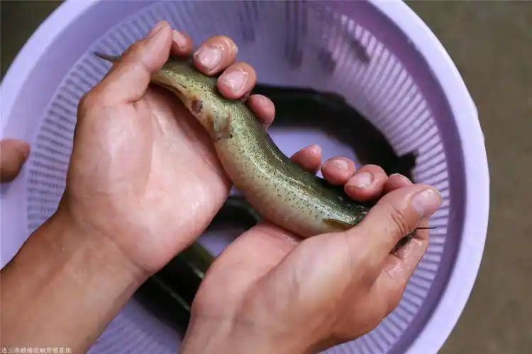 江苏台湾泥鳅苗大泥鳅泥鳅苗价格