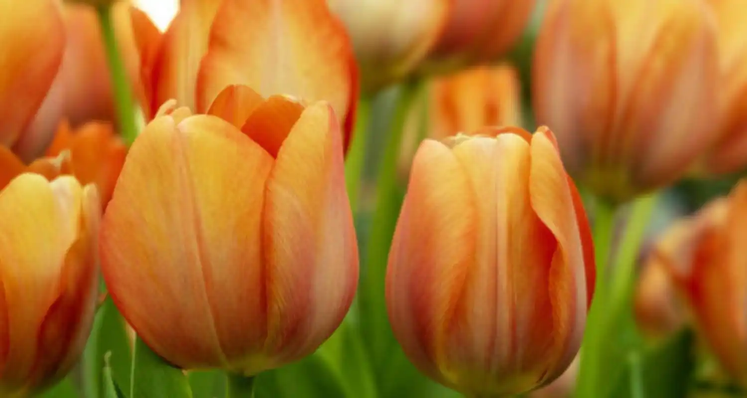 橙色郁金香花语  橙色郁金香代表着热情,活力和温暖,传达出多种花语和