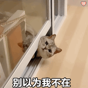 别以为我不在可爱萌宠猫咪搞笑表情包聊天图片表情