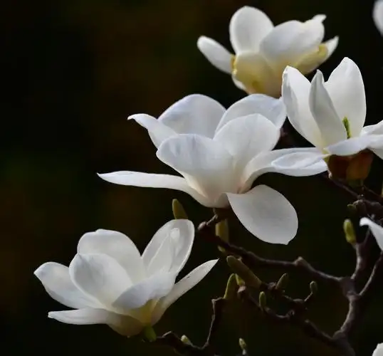 婀娜妖媚玉兰花, 四溢风香沁万家, 放得芬芳无绿叶, 亭台楼阁染青霞.