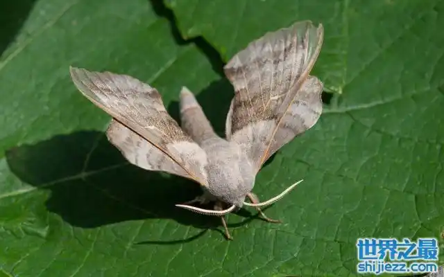 10大美丽而怪异的飞蛾