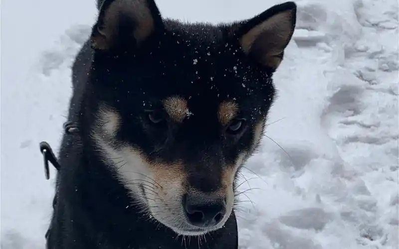 黑柴犬这么可爱,可以笑一天