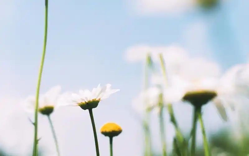 小清新唯美花卉植物图片壁纸