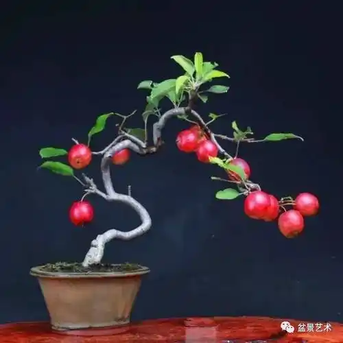 盆栽果树盆景当年见果二法