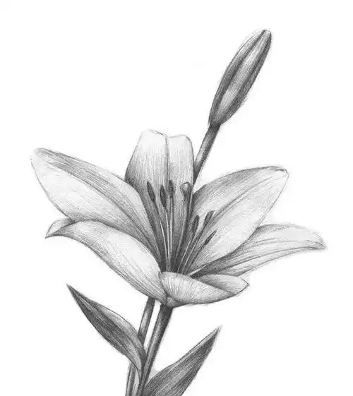 素描百合的完成稿 一,素描百合花的绘画步骤 1,先大体地画出百合花的