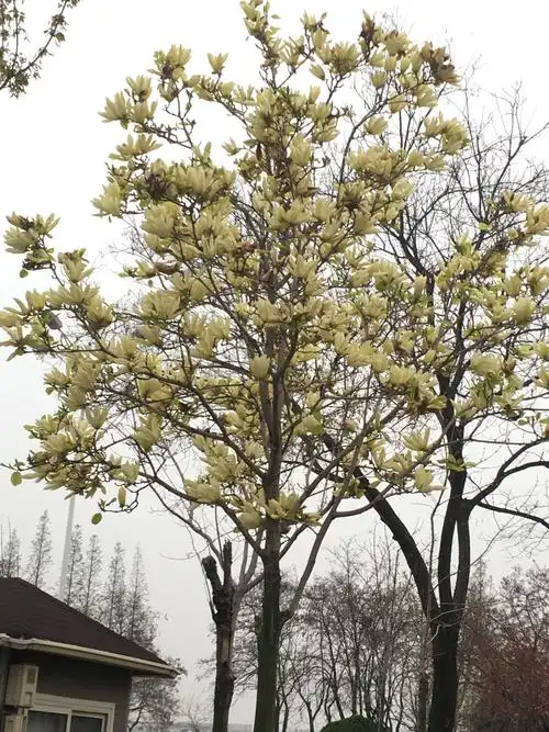 女儿告诉我:白玉兰花