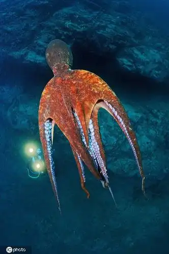 2020年9月14日报道,太平洋巨型章鱼是目前发现的最大章鱼种类,摄影师