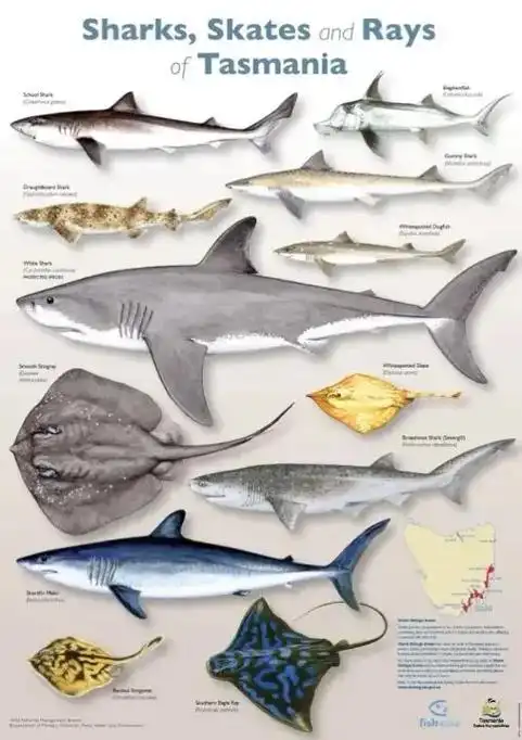 鲨鱼图鉴#海洋生物 #自然知识科普 #动物世界 - 抖音