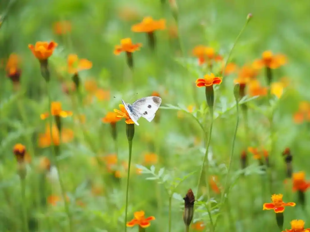 绿意盎然.#感受大自然的气息和美景 #治愈系 #摄影 #植物 - 抖音