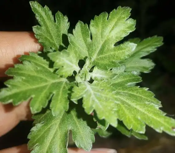 菊花请问这个是花苞吗