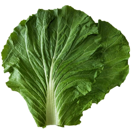 新鲜东北大白菜叶蔬菜包饭包白菜叶子