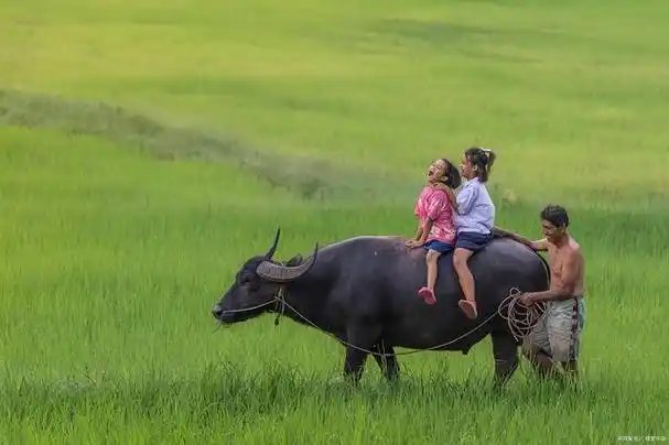 出生在安徽农村的我是一个80后,那时候的农村是天然的游乐场,孩子多