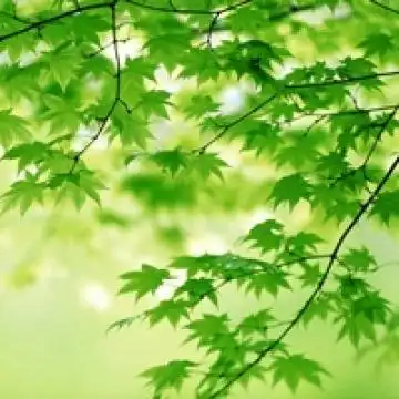 秋天红叶头像秋天的枫叶头像图片大全