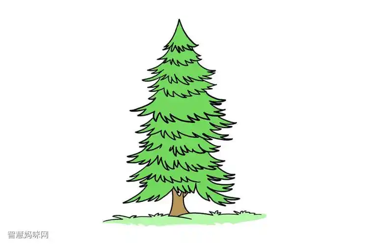 云杉树怎么画
