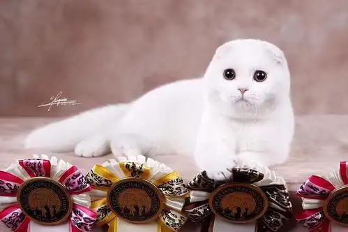 每日一猫 白色苏格兰折耳猫