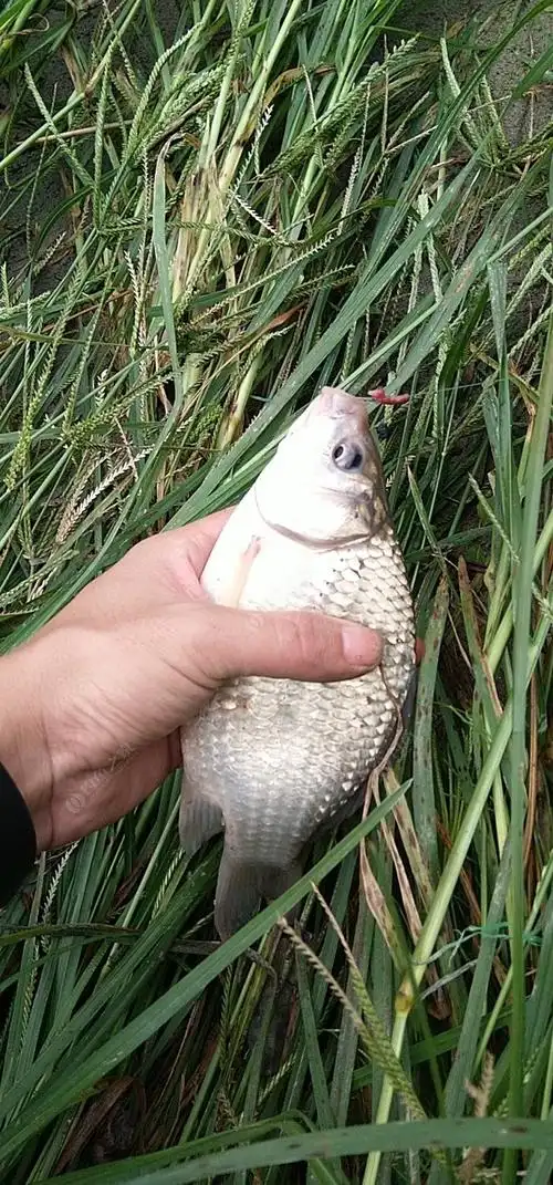 正兴河段野钓鱼获还可以 - 钓鱼之家