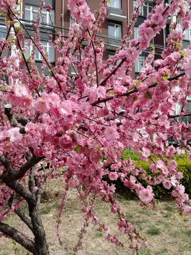 我最喜欢春天,春天是万物复苏的季节,也是花草树木发芽开花结果时节了