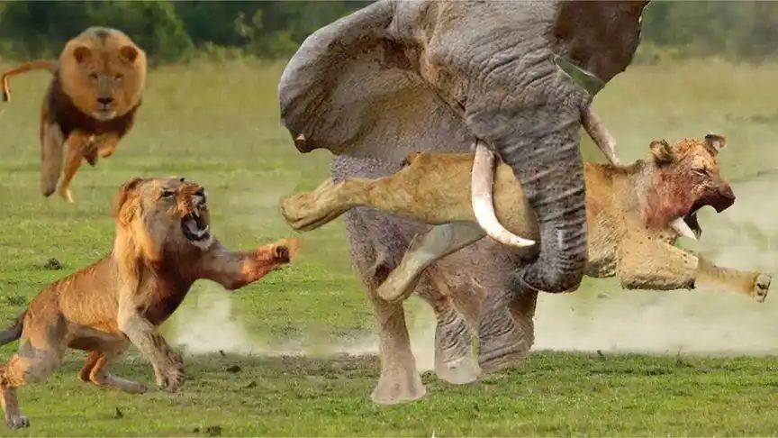 大象-卡拉哈里之王-吓坏百兽之王的动物-大象与狮子的搏斗!