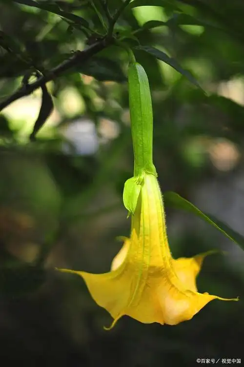 黄花曼陀罗,又名天使的号角,号角吹响东湖云波亭