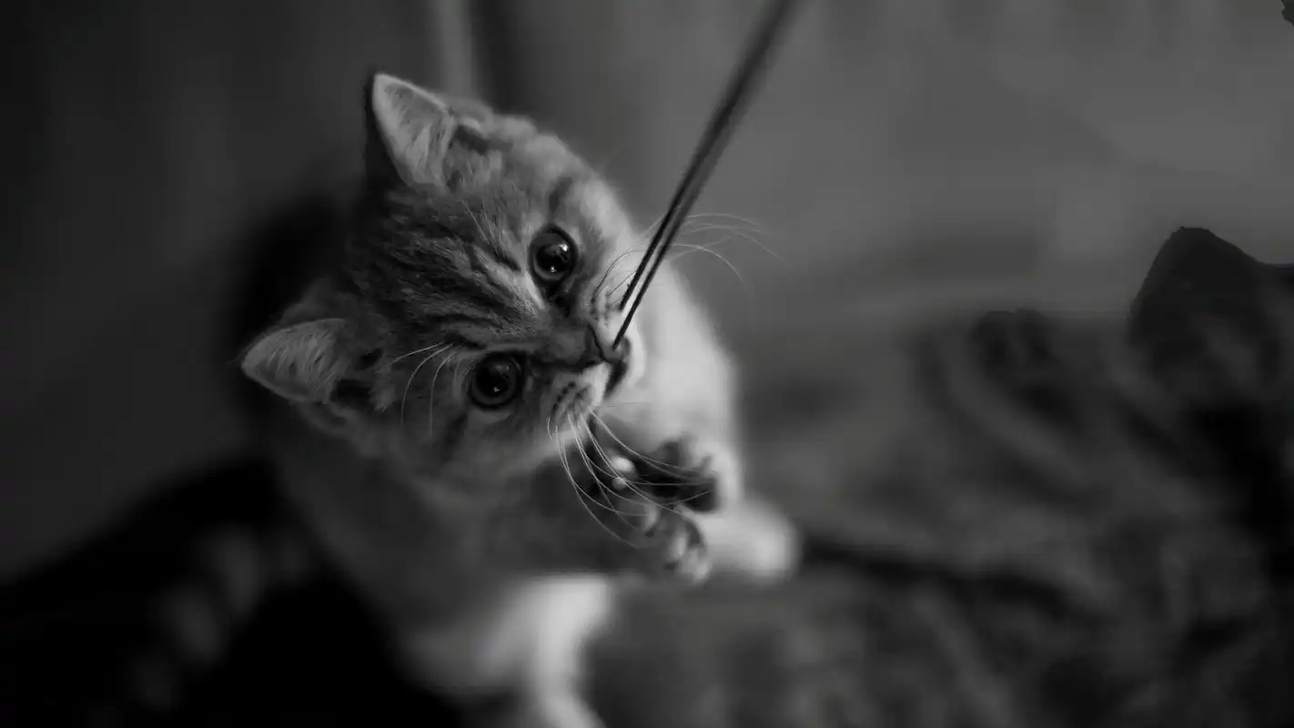 15萌宠壁纸分享1