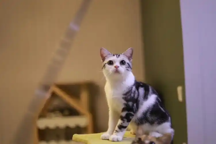 美国短毛猫加白