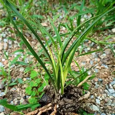 正宗蕙兰变形斑草 - 中国兰花交易网