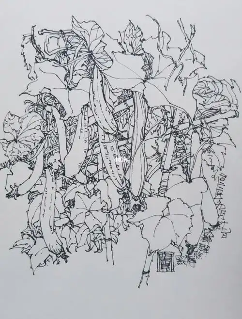 钢笔画—丝瓜消夏图