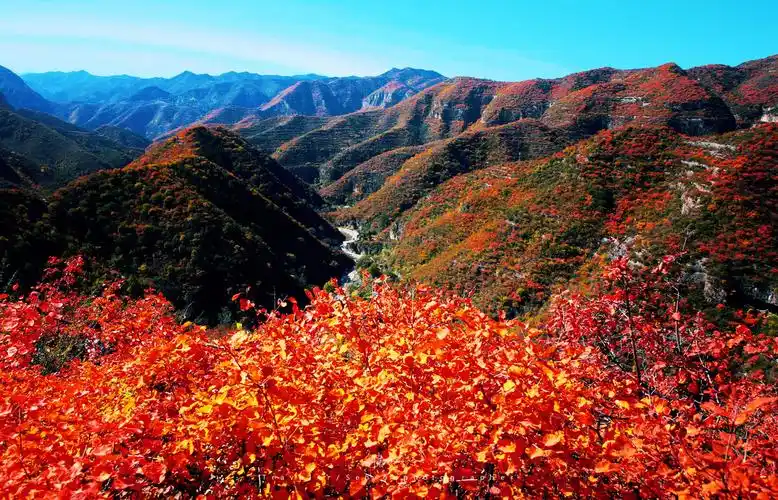深秋的北方已万山红遍