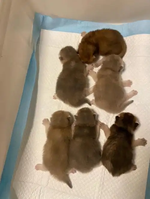 金渐层宝宝出生第10天