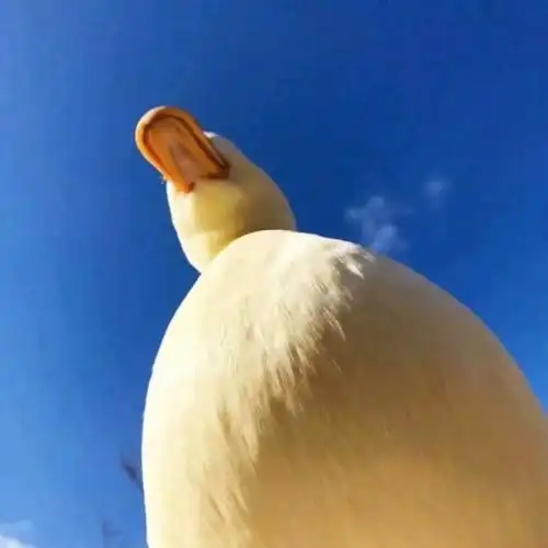 网红大白鸭子头像 最近很火的超高清网红大白鸭图片头像