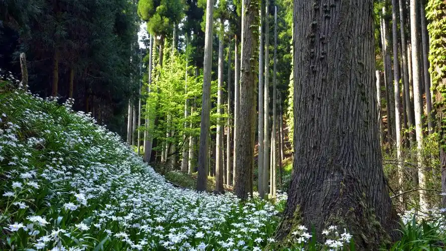 美丽森林风景图片桌面壁纸,一组秀美高清自然风光美景摄影图片,希望