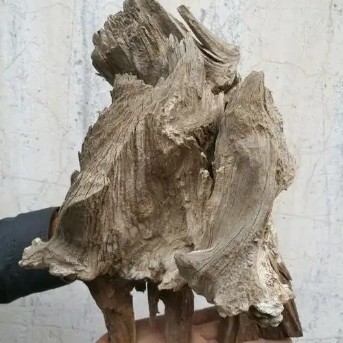 太行崖柏原木摆件毛料陈化料老料骨料红白料意境象形雕刻料