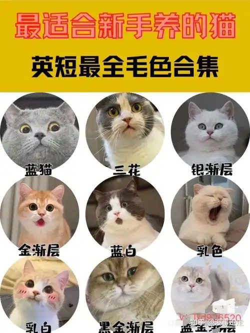 下面是各种英短的毛色大全