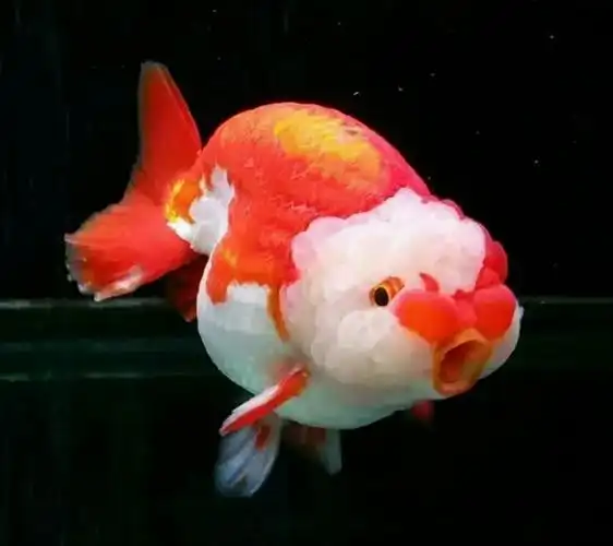 兰寿金鱼老是生病(兰寿金鱼开心身体不适)(4)