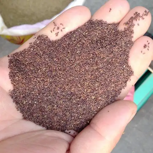 纯新荆芥种子中药材种子交易网诸城荆芥种子