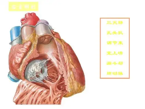 右室解剖 三尖瓣 乳头肌 调节束 室上嵴 漏斗部 肺动脉