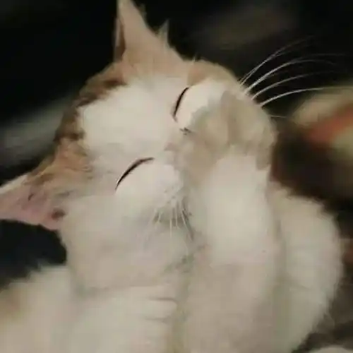 看看动物们的治愈微笑吧