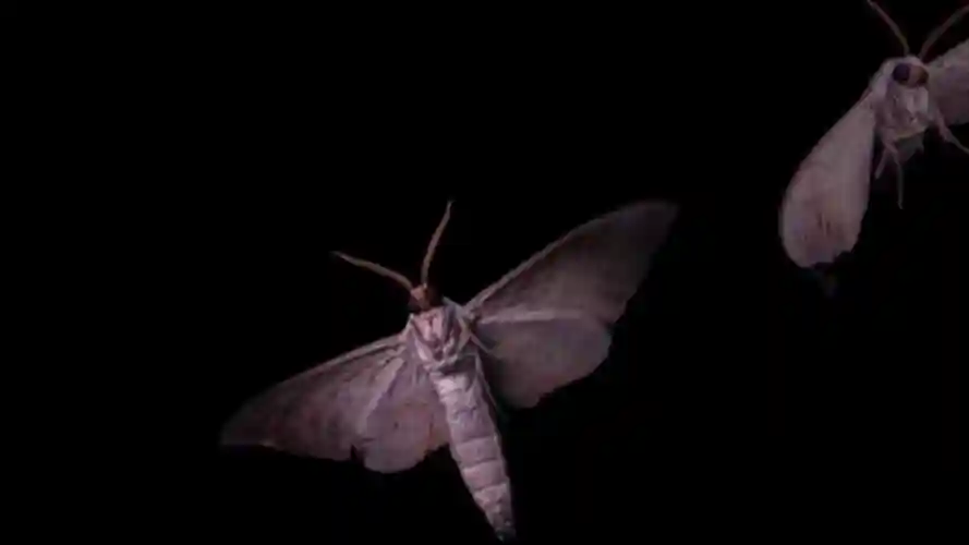 飞虫,黑夜飞虫,一群飞虫视频素材