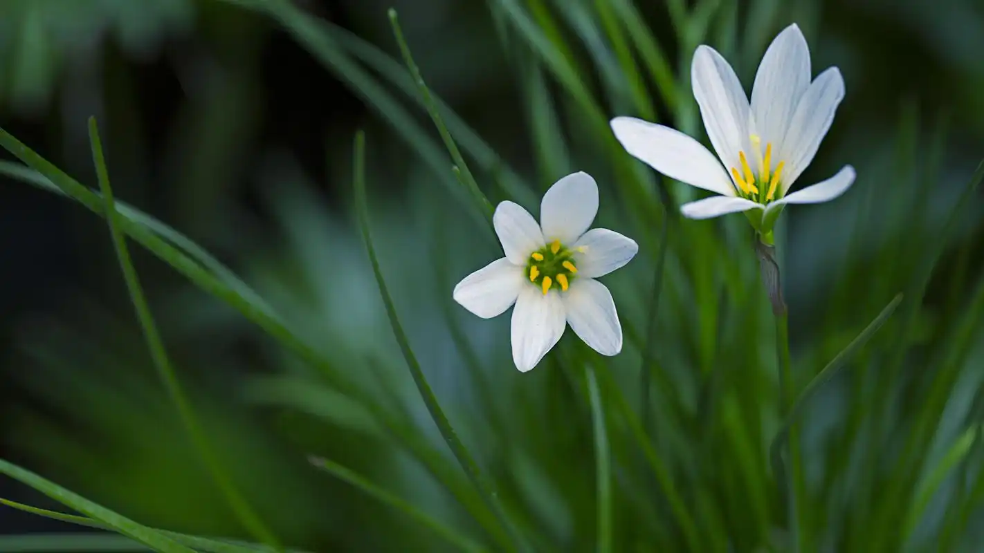 淡雅的百合花图片高清宽屏桌面壁纸