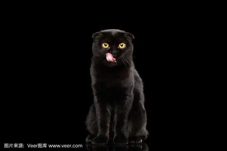 黑色,分离着色,黄眼睛,苏格兰折耳猫,动物身体部位